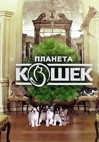 Постер «Планета кошек»